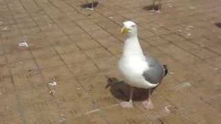 Confused Gull [upl. by Vish]