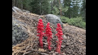 Sarcodes sanguinea snow plant [upl. by Gyimah]