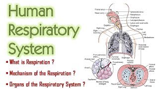 Respiratory System  Organs of the Respiratory System  Mechanism of Respiration [upl. by Susejedairam]