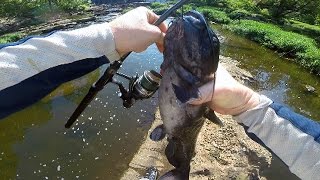 How to catch catfish in a river  River catfishing  Bank fishing for catfish [upl. by Durrej470]