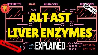 ALT AST Liver enzymes Explained Interpretation of Liver function tests [upl. by Kemble319]