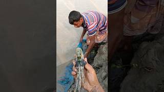 Bog lobsters fishing fishcuting fishcooking fish fishcutting viralvideo youtubeshorts [upl. by Milty]