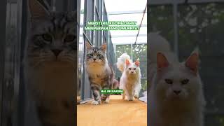 Mensteril Kucing Dapat Memperpanjang Umurnya kucing tentangkucing [upl. by Batista]