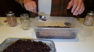 Mushroom Growing Step 4 Moving Spawn from Jar to Monotub [upl. by Autum]