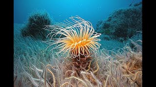 Phylum COELENTERATES  ANIMAL KINGDOM  Class 1  NEETJIPMERAIIMS [upl. by Nyrhtac975]