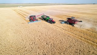 Froese Brothers Grain Harvest 2022 [upl. by Ibmab432]