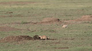 Prairie Dogs Playing and Digging [upl. by Arykat]