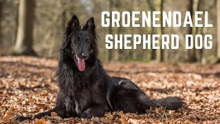 Groenendael Shepherd dogs The Groenendael Belgian Shepherd History Appearance and health [upl. by Adnicaj300]