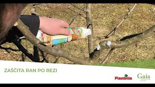 Rez sadnega drevja Zaščita ran po rezi [upl. by Mert]