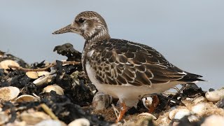 Ruddy Turnstone Feeding Techniques [upl. by Norod]