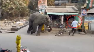 Wild Elephant attack video  Elephant attack  Elephant video  Wild elephant [upl. by Juster140]