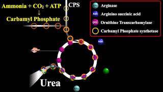 Urea Biosynthesis or Ornithine Cycle [upl. by Pius]