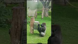 Mysore zoo part 1 😍comedy naturaltravelwild animals🦍 [upl. by Adyam]