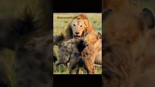 hyena attack lion animals viral lionhunting shortvideo lion hyena shortfeed wildlife hyena [upl. by Erland543]