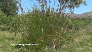 Juncus conglomeratus [upl. by Emoryt]