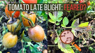 How to Identify and Cure Late Blight of Tomato Phytophthora infestans [upl. by Lavelle]