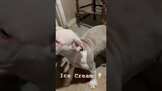 Ice 🧊 Cream Xl American Bully Puppy 2k or we Keeping Him  Straight Champion bossybloodline puppy [upl. by Bagley]