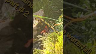 Nature Cardinal injoing the waterfall part  2 Ram Sorat Giberson gardening [upl. by Nirehtac]