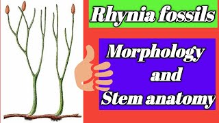 Rhynia fossils  Morphology and stem anatomy [upl. by Eldora]