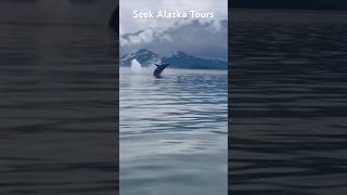 Whale watching with Seek Alaska Tours pt 2 whalewatching whalebreach orcas humpbacks alaska [upl. by Onidranreb]