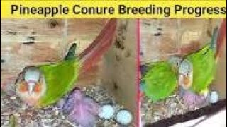 Small CONUR breeding progress Red Bacha bhi nikal aya hai ☺️ conur cockatil budgies breeding [upl. by Hanah864]