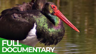 Black Storks A Surprising Comeback in Germany  Free Documentary Nature [upl. by Rocca]