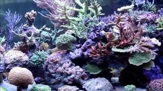 GlennFs 1500 liter mixed reef using DSR [upl. by Akerehs549]