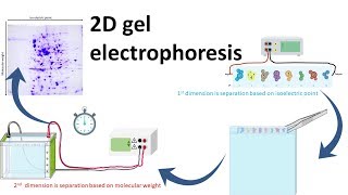 2D gel electrophoresis [upl. by Jacoba]