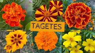 Varför odlar jag TAGETES i växthuset och vilka SORTER odlar jag i år Ta egna frön från tagetes [upl. by Kaye]