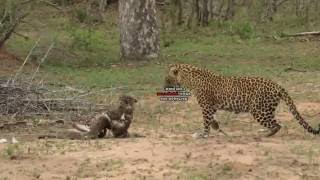 Female Leopard VS Black Mamba VS Snake Eagle [upl. by Morse]