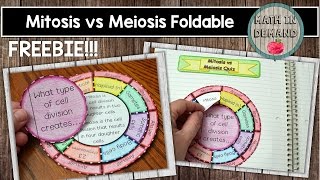 Mitosis vs Meiosis Wheel Foldable FREEBIE [upl. by Tiat]