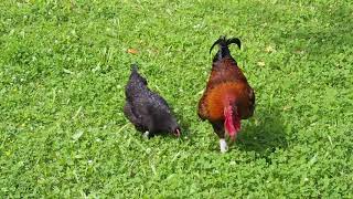 Coq Marans féconde ses poules  Rooster Marans fertilized his chickens [upl. by Sigfried850]