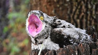 POTOO  Masters of Camouflage in the Bird Kingdom [upl. by Hally138]