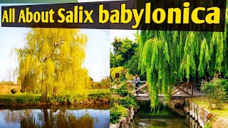 All details about Salix babylonicaWeeping willowChinese willowBabylon willowHybrid willowWillow [upl. by Bainbrudge]