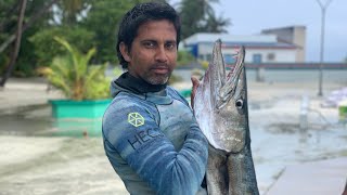 spearfishing big Barracuda in maldives [upl. by Rozele361]