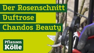 Der Rosenschnitt mit Klaus Kölle I Duftrose Chandos Beauty [upl. by Ahsenyl951]