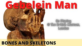 Gebelein Man  Ancient Murder  Egyptian Mummy  British Museum [upl. by Iaras589]