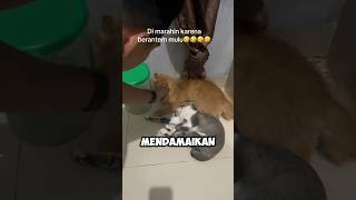 CARA MENDAMAIKAN KUCING YANG GELUT MULU [upl. by Essined509]