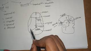 OSTEOLOGY OF HEAD amp NECK ANATOMY amp EMBRYOLOGY  NEETAIIMS MDS LECTURES BDS FIRST YEAR LECTURE [upl. by Adihsar]