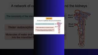 VASA RECTA LOOP OF HENLE COUNTERCURRENT KIDNEYS kidney water physiology cellbiology cell [upl. by Haynor]