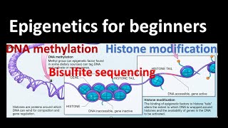 Epigenetics DNA methylation  Histone Modifications Bisulfite sequencing Genetics for beginners [upl. by Sucrad]