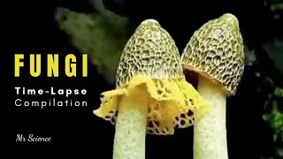 Fungi TimeLapse  Growing Mushrooms  Mr Science shorts [upl. by Inoue]