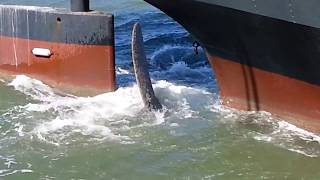 Propeller Turning USS Jerehmiah OBrien Liberty Military Ship San Francisco CA [upl. by Doi]