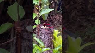 Ramphocelus dimidiatustoche pico de plata male wildbirds ornitologia thanks4u👍subscribe🦜🫶 [upl. by Ablasor]