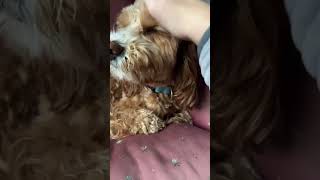 💕 dog puppy funny petchallenge funnydogvideo cutedog youtubeshorts dogchallenge [upl. by Auqinaj]