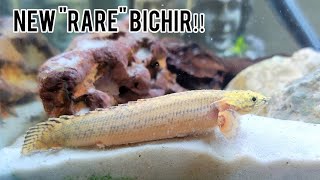 Unveiling Some of The Rarest Bichirs Polypterus Available‼️ [upl. by Karolyn]