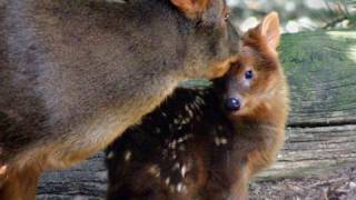 Cute Baby Pudu One day old [upl. by Tailor]