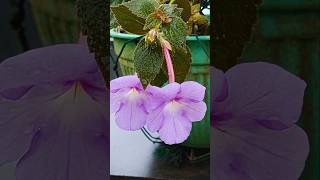 Achimenes flower flowers youtubeshorts [upl. by Valdis]