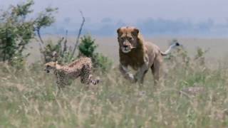 Cheetah VS Lions  Cheetah Fighting lions to protect her cubs  Real fights [upl. by Andrej248]