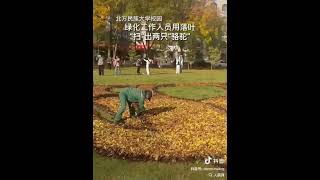 The greening staff of the North Minzu University used fallen leaves to quotdrawquot two camels [upl. by Ferwerda490]